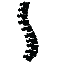 spine